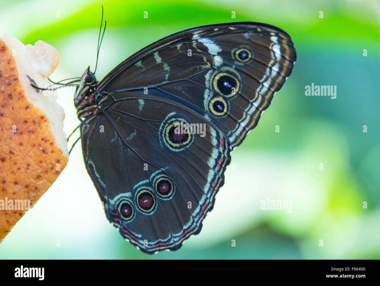 Blue Morpho butterfly,  Amazon River, Peru Stock Photo