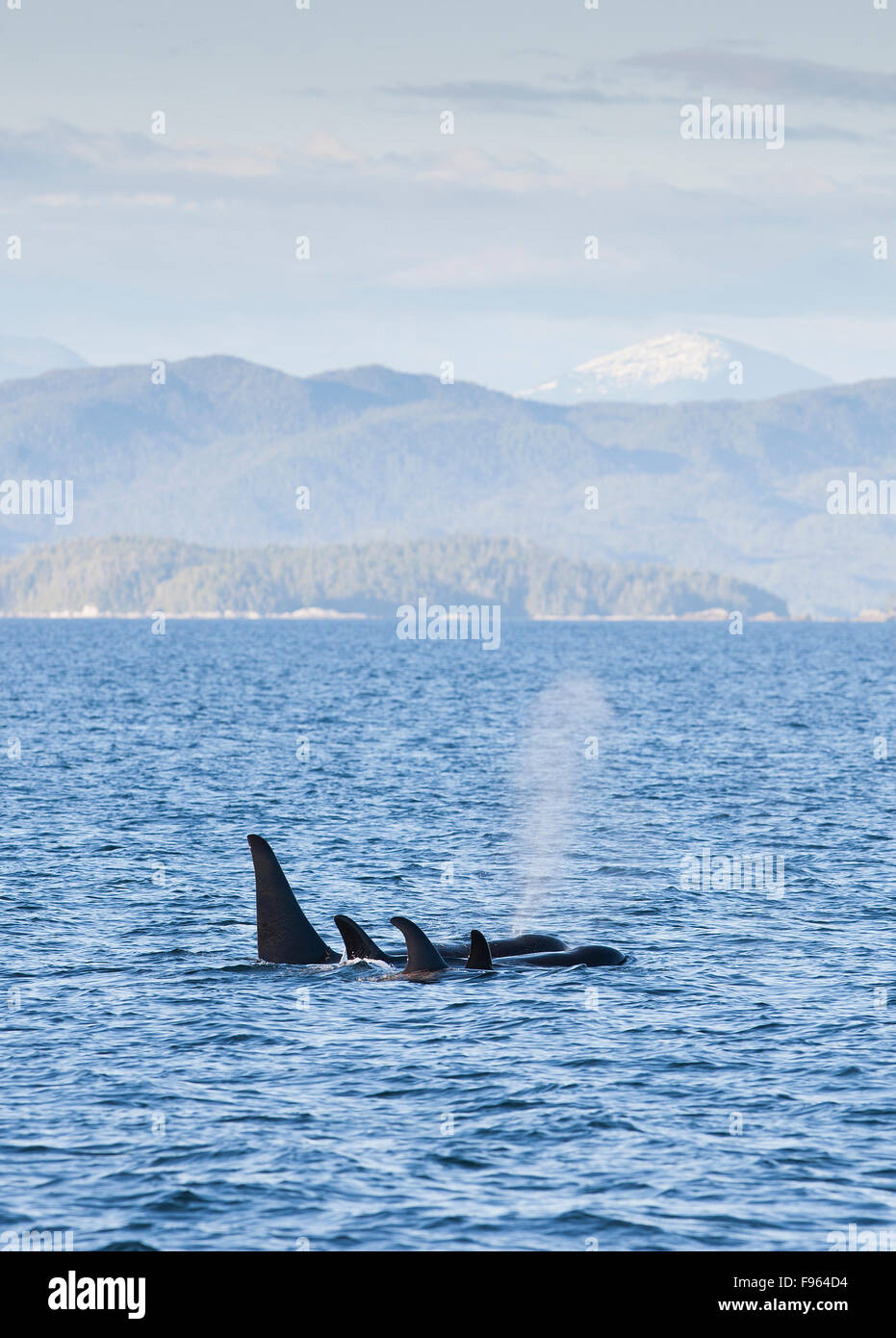 A family or Orca's transits the waters near the MacMullen Group of Islets.  Great Bear Rainforest, Central British Columbia Stock Photo