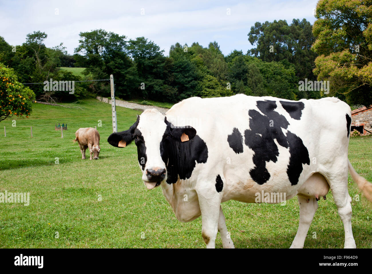 Spotted cow grazing in a meadow Stock Photo - Alamy