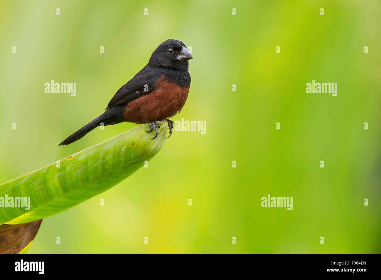 Chestnutbellied Seed Finch (Oryzoborus angolensis) perched on a branch in Manu National Park, Peru. Stock Photo