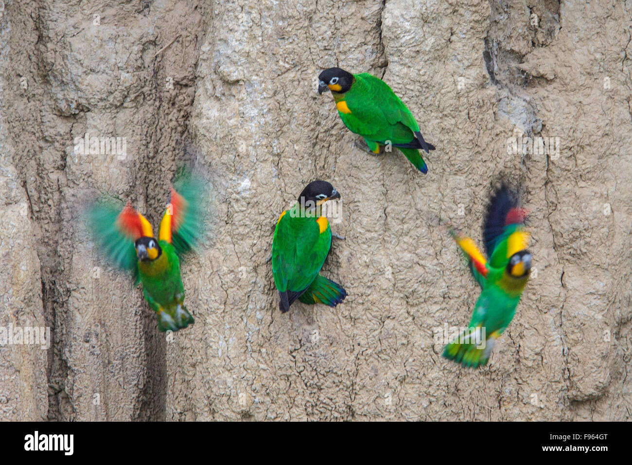 Orangecheeked Parrot (Pionopsitta barrabandi) eating clay at a clay lick in Manu National Park, Peru. Stock Photo