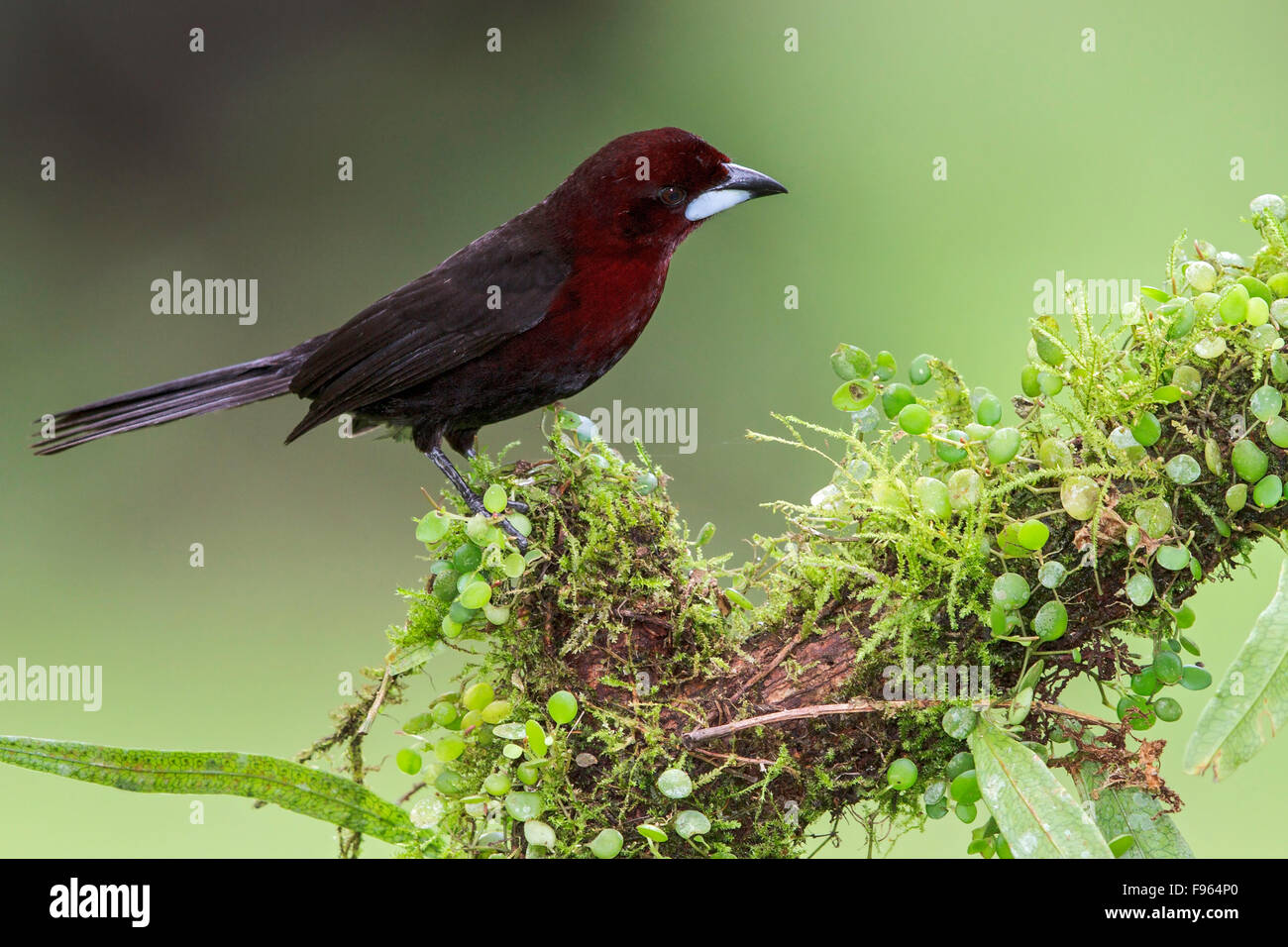 Silverbeaked Tanager (Ramphocelus carbo) perched on a branch in Manu National Park, Peru. Stock Photo