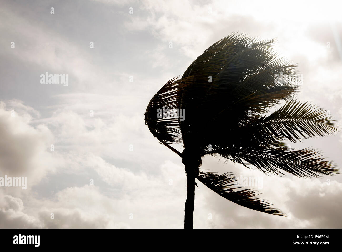 Single Palm Tree in the Wind Stock Photo - Alamy