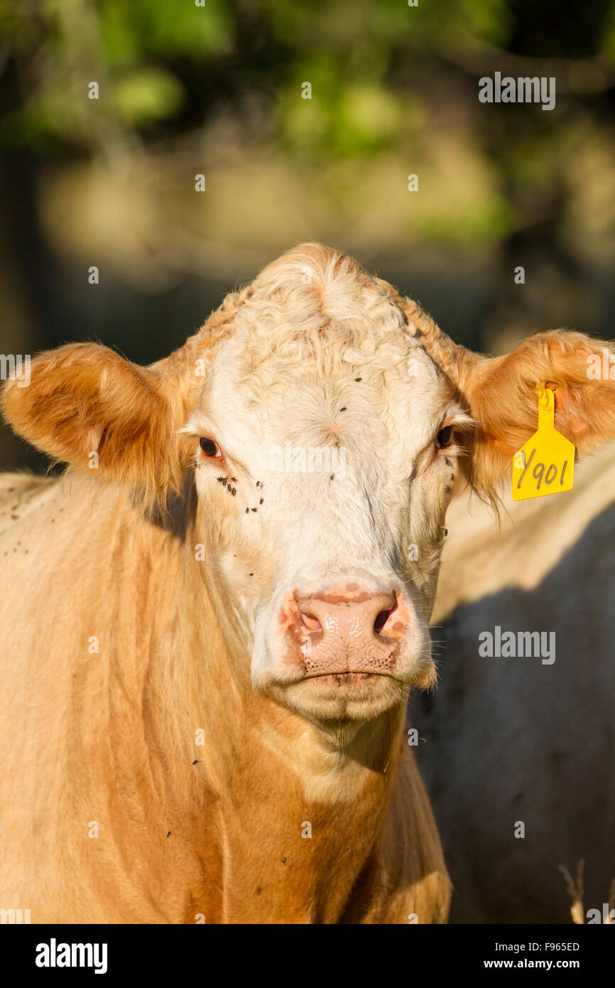 Red angus charolais cross cow hi-res stock photography and images - Alamy