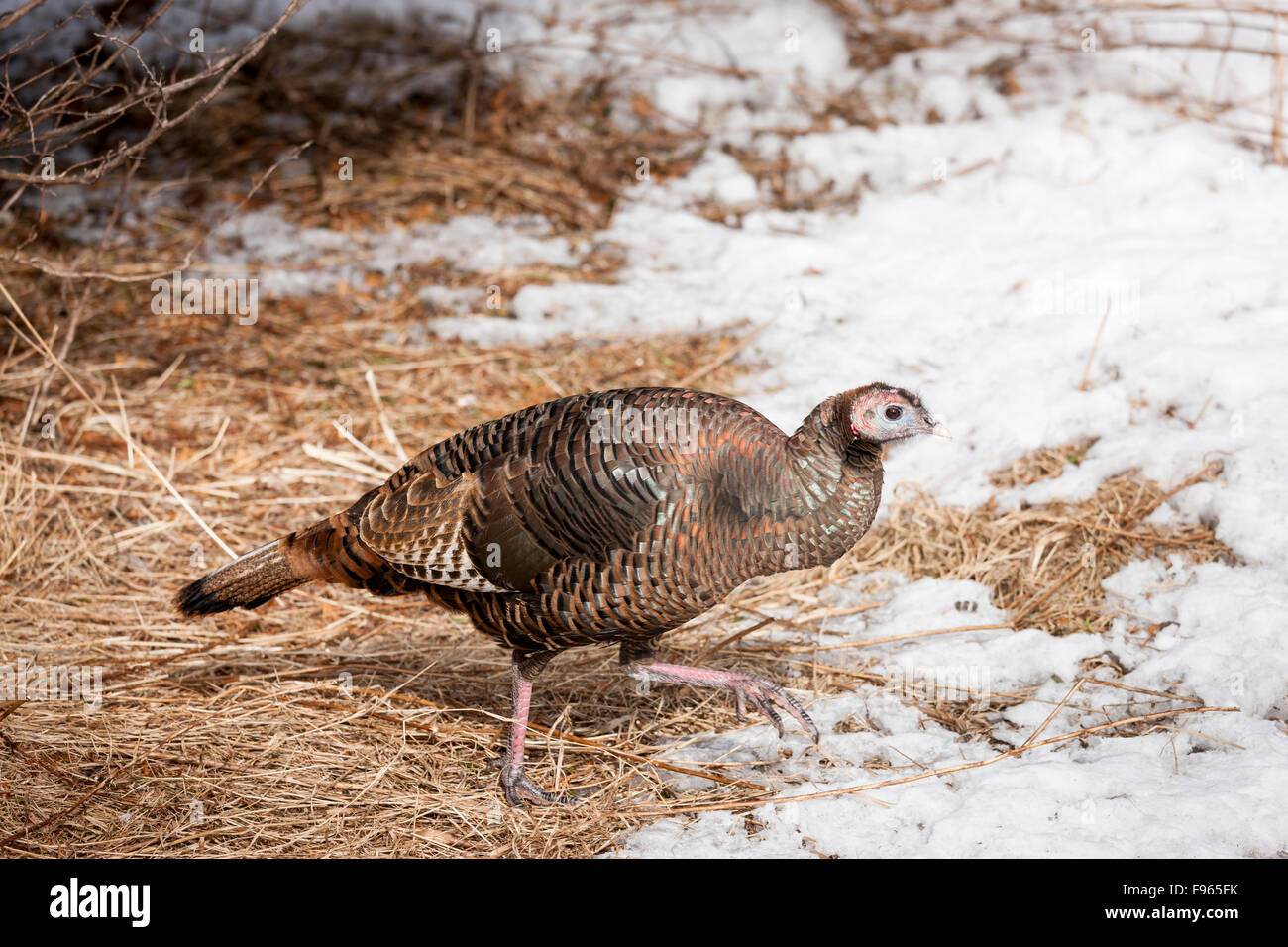 Eastern turkey bird hi-res stock photography and images - Alamy