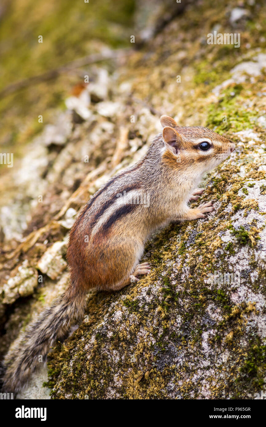 Eastern Chipmunk (Tamius striatus), Frontenac Provincial Park, Ontario, Canada Stock Photo
