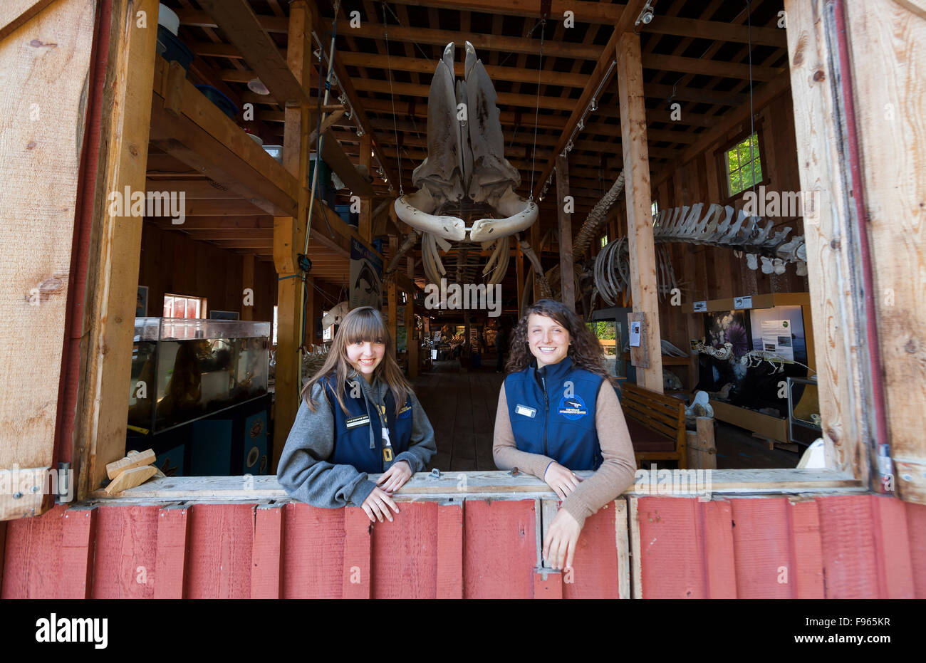 Volunteers staff the popular whale museum with its distinctive fin whale skeleton throughout the summer months at Telegraph Stock Photo