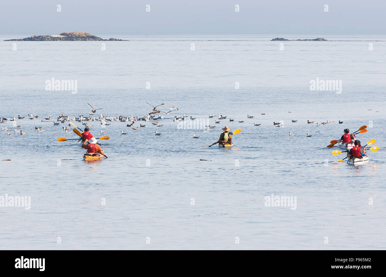 Kayakers head out of Telegraph Cove for a day's paddle on the waters of Johnstone Strait. Stock Photo