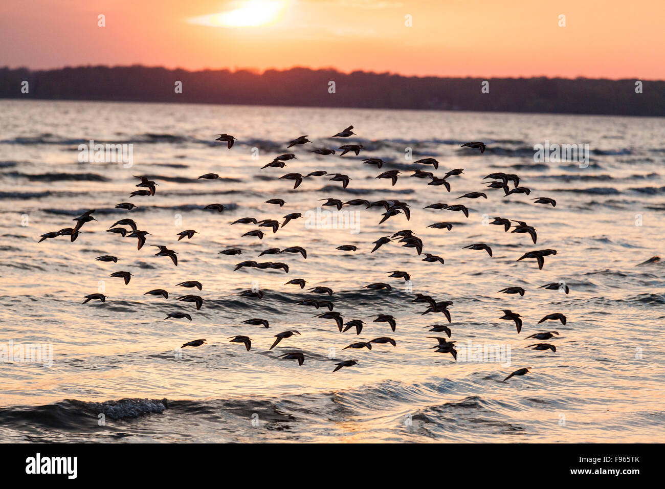 Migrating shorebirds silhouetted against the setting sun in Sandbanks Provincial Park, Ontario, Canada Stock Photo