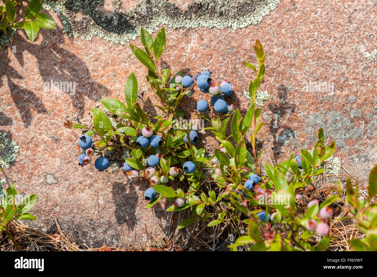 Wild blueberries (Vaccinium) and pink granite rock in Bay