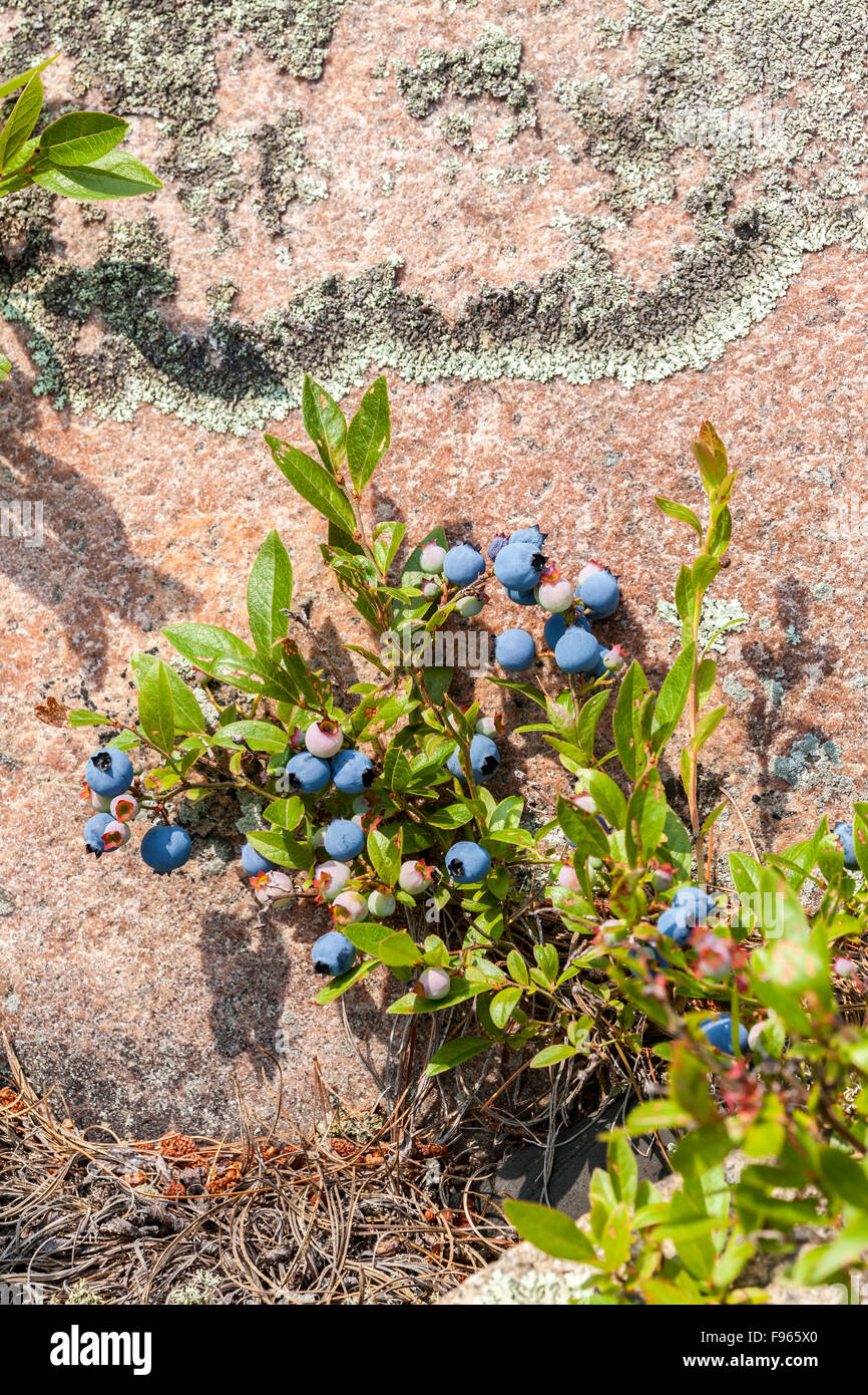 Wild blueberries (Vaccinium) and pink granite rock in Georgian Bay, French River Provincial Park, Ontario, Canada Stock Photo