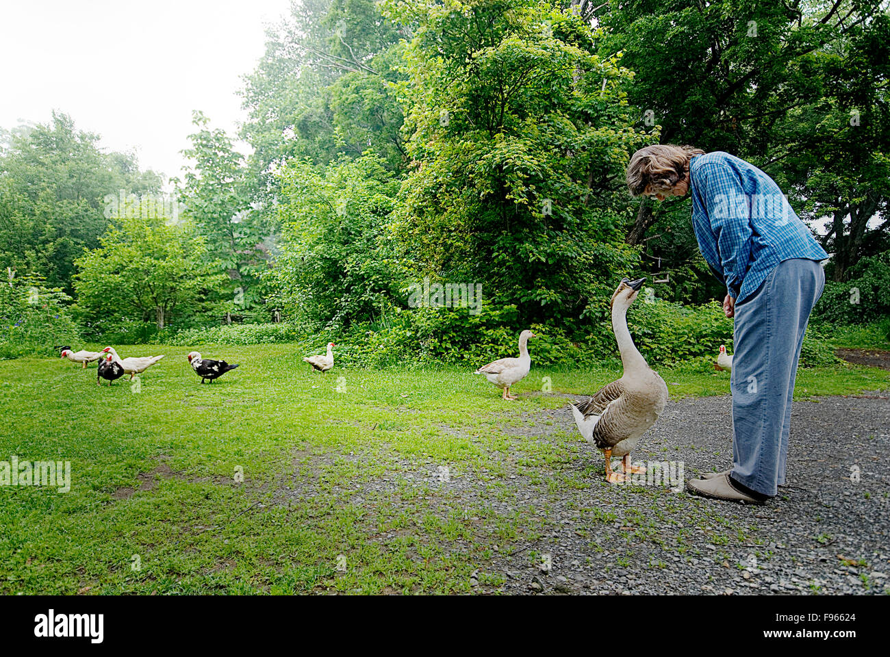 A woman converses with an ornery but loving goose on her farm. Stock Photo