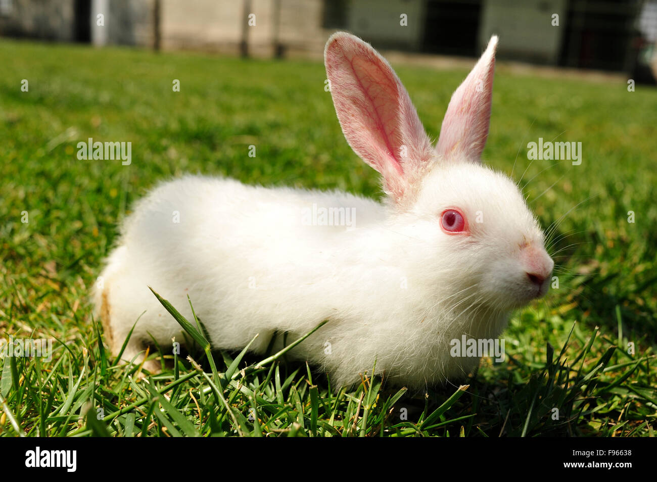 rabbit at Suleiman or Suleymaniye Mosque, Istanbul, Turkey Stock Photo