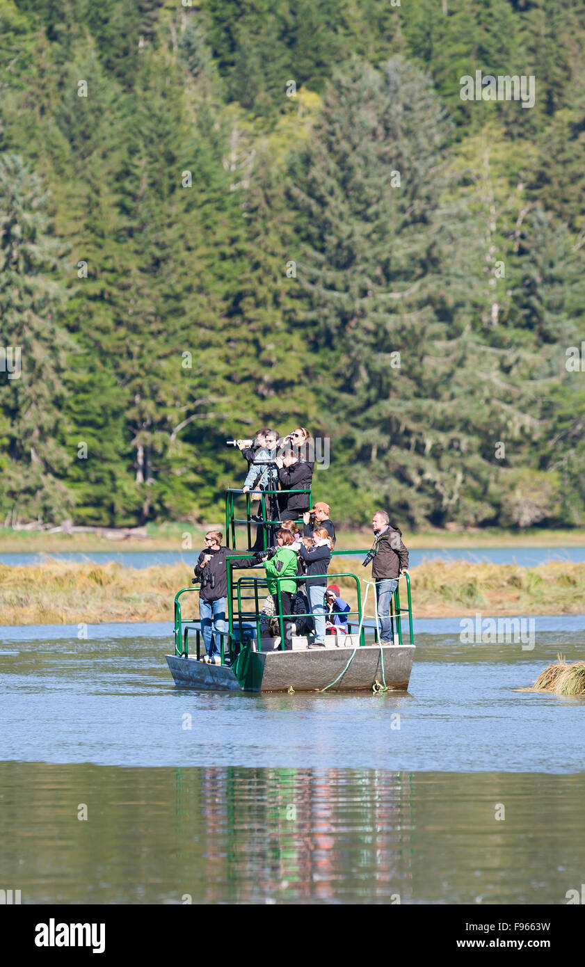 Bear watching tours, up close and personal up into Knight Inlet are a popular tourist attraction,during the summer months when Stock Photo