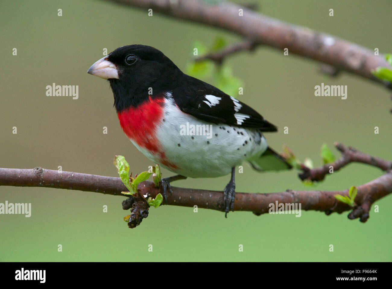 Rosebreasted Grosbeak, male perched on spring apple tree branch. (Pheucticus ludovicianus). Northern Ontario, Canada. Stock Photo
