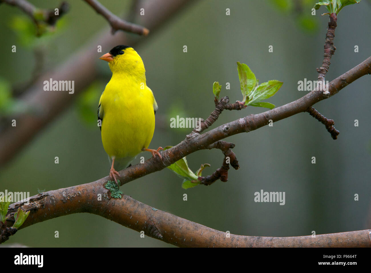 American Goldfinch male, perched on spring apple tree branch, (Spinus tristis). Northern Ontario. Canada Stock Photo