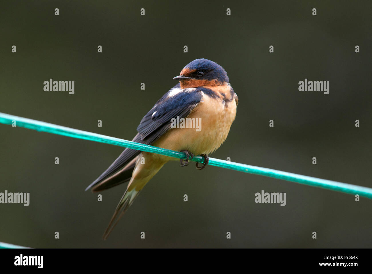 Barn Swallow male, perched on clothesline in Northern Ontario, Canada. (Hirundo rustica) Stock Photo