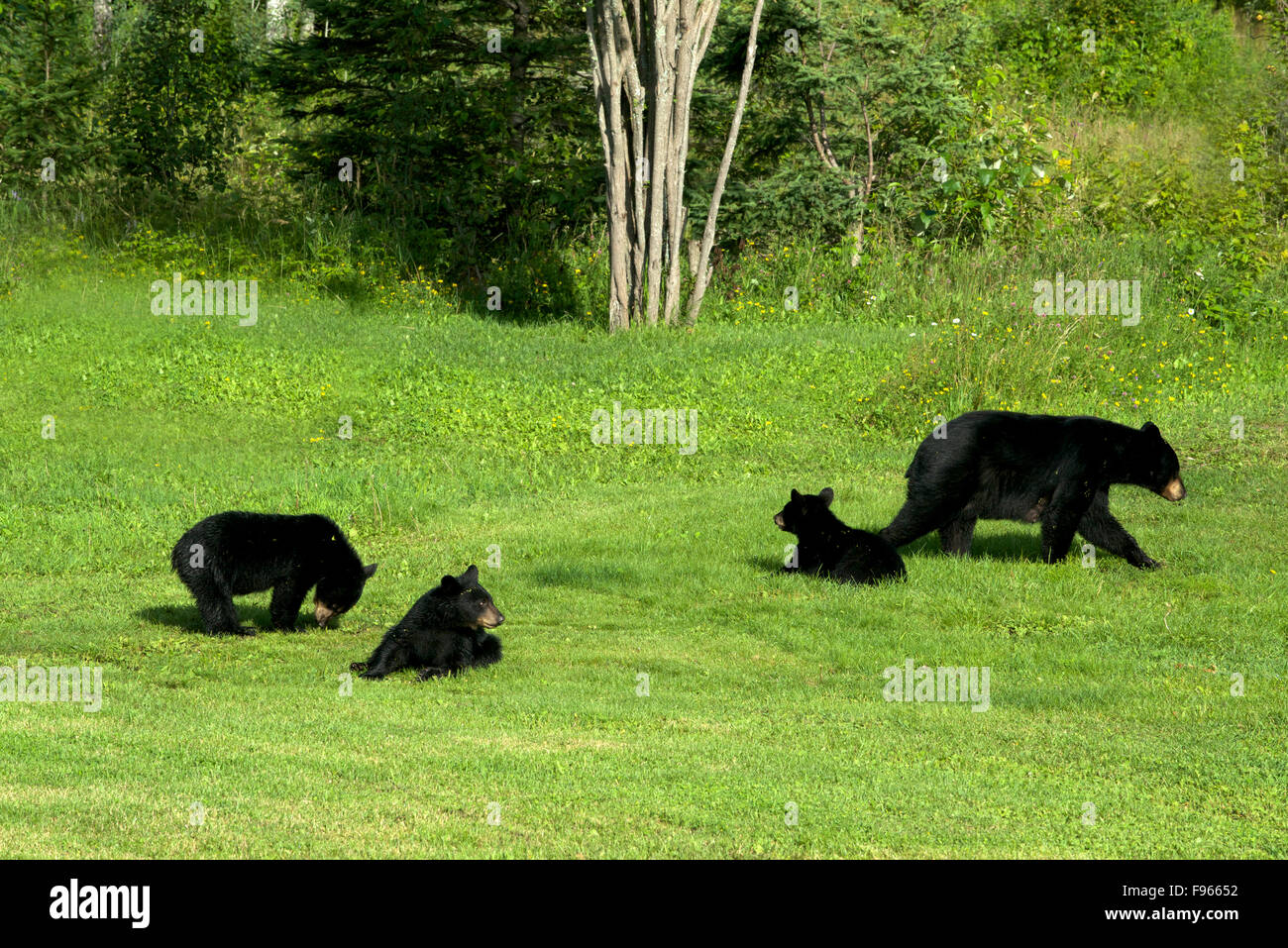 Wild American Black bear mother with three cubs of the year in grassy field. (Ursus americanus). Near Sleeping Giant Provincial Stock Photo