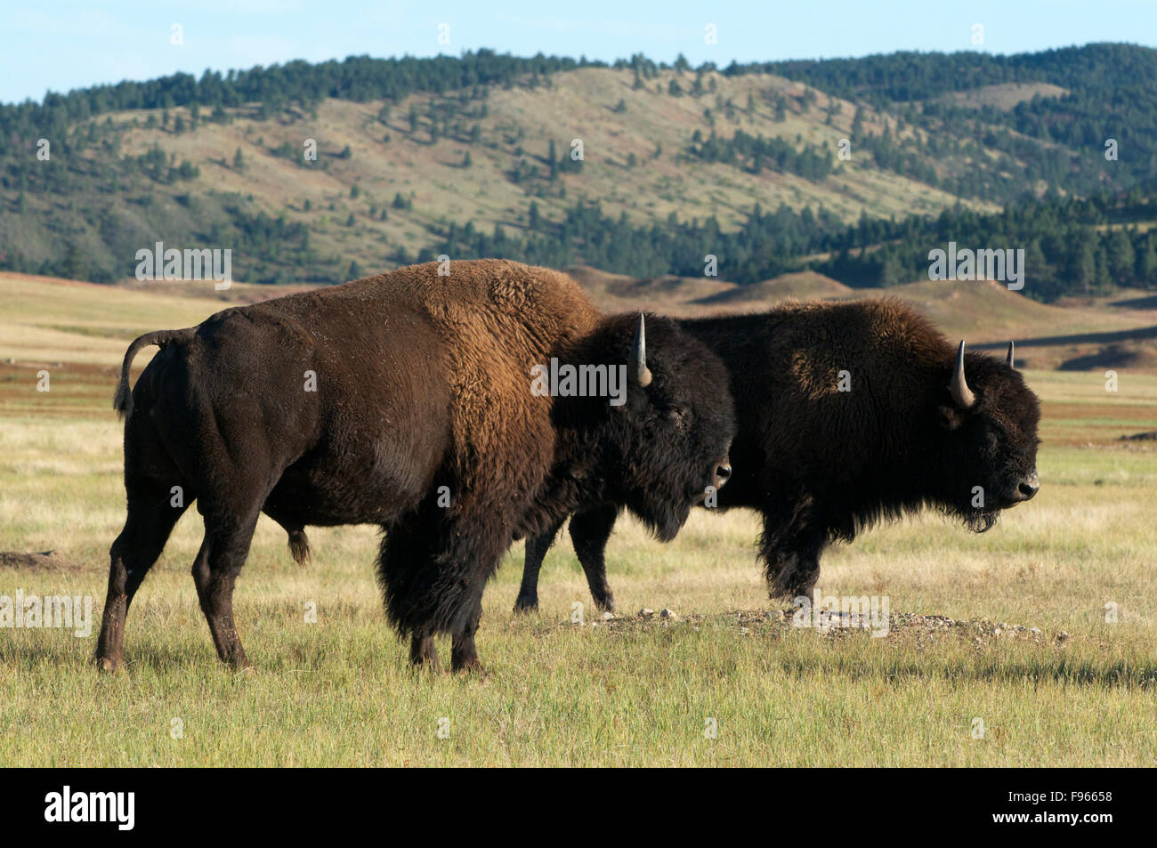 American Bison on grasslands in Custer State Park, South Dakota, North America. (Bison bison) Stock Photo