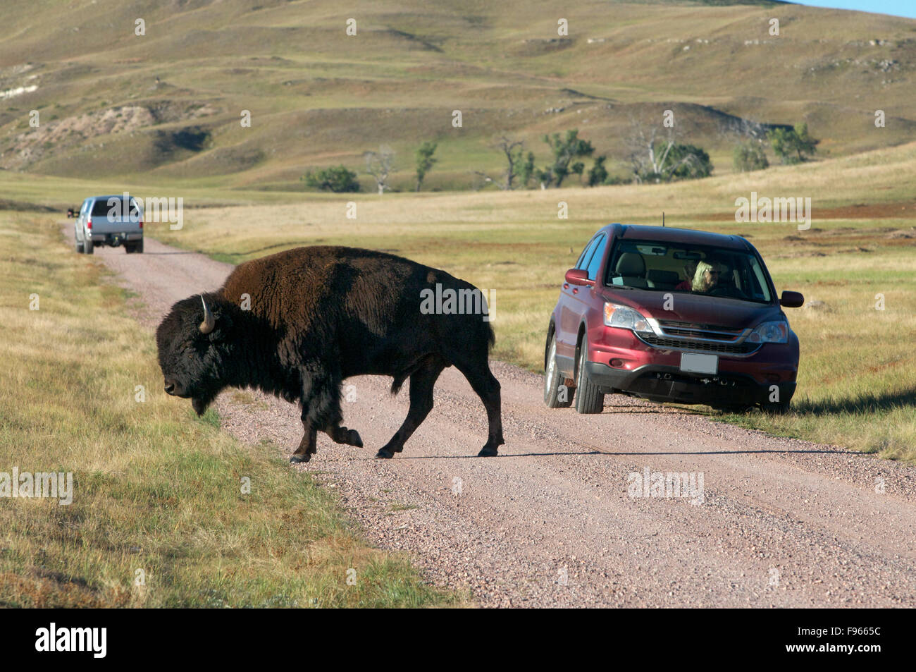 American Bison bull walking close to spectating tourist vehicles along roadside in Custer State Park, South Dakota, USA. (Bison Stock Photo