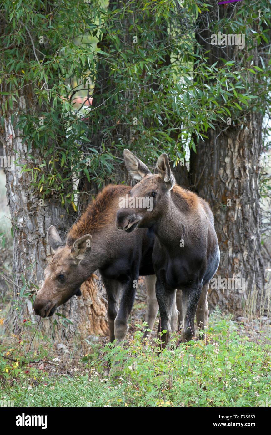 Moose yearlings, siblings near Gros Ventre River, Jackson, Wyoming, North America. (Alces alces). Shiras subspecies. Stock Photo