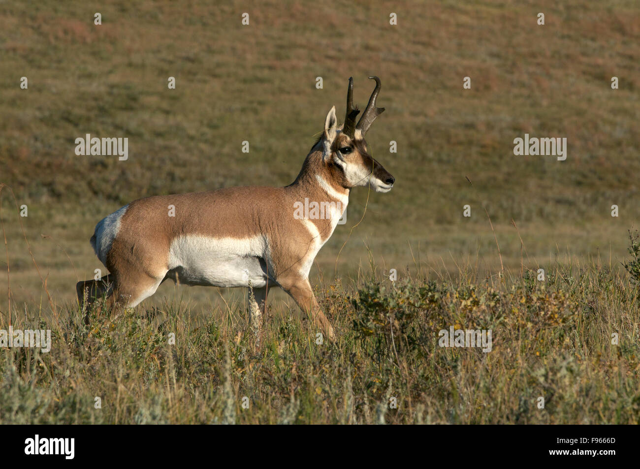 Pronghorn Antelope male moving through grasslands, Custer State Park, South Dakota, USA. (Antilocapra americana). Stock Photo