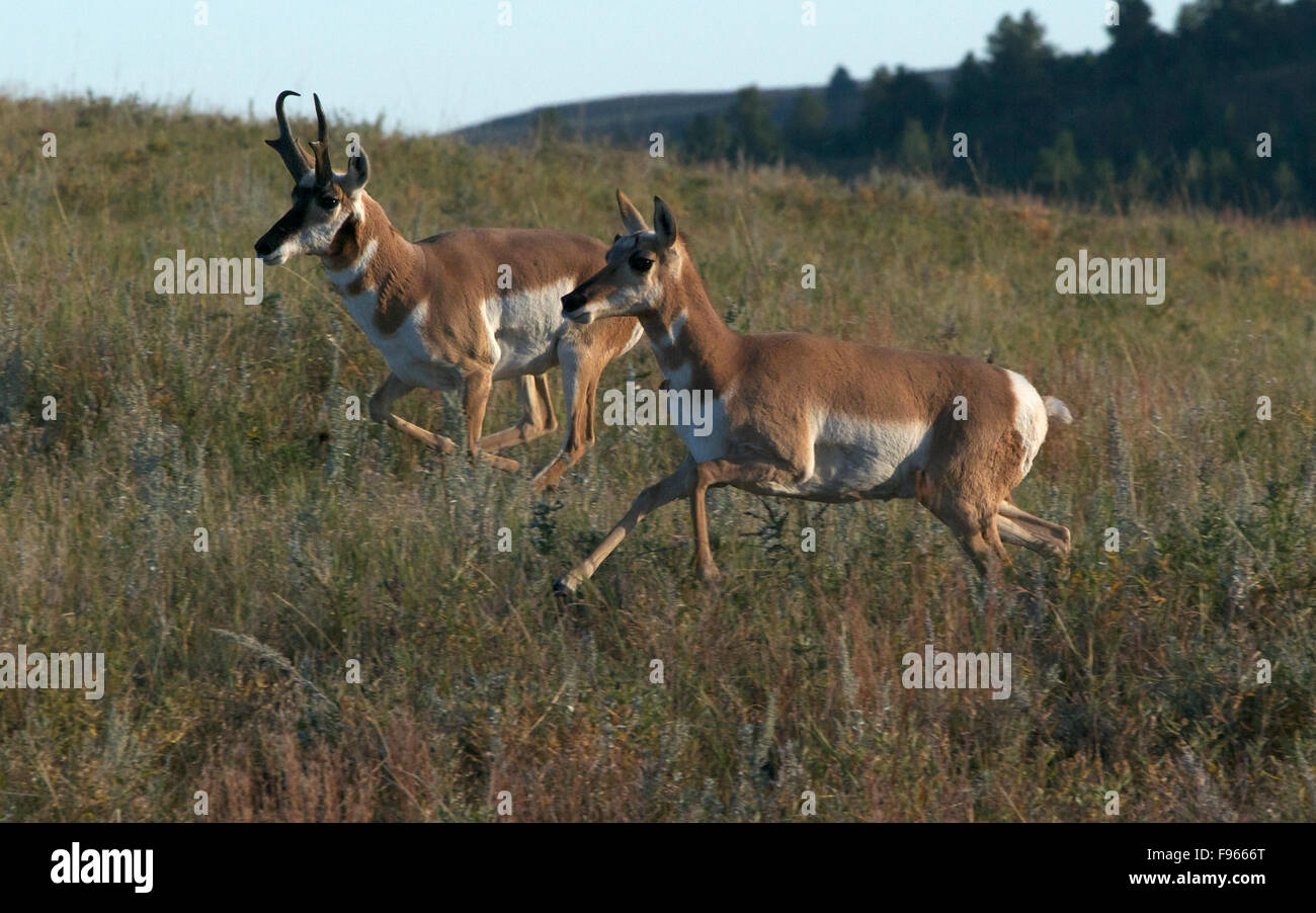 Pronghorn Antelope male and female moving sidebyside across grassland. (Antilocapra americana); Custer State Park, South Stock Photo