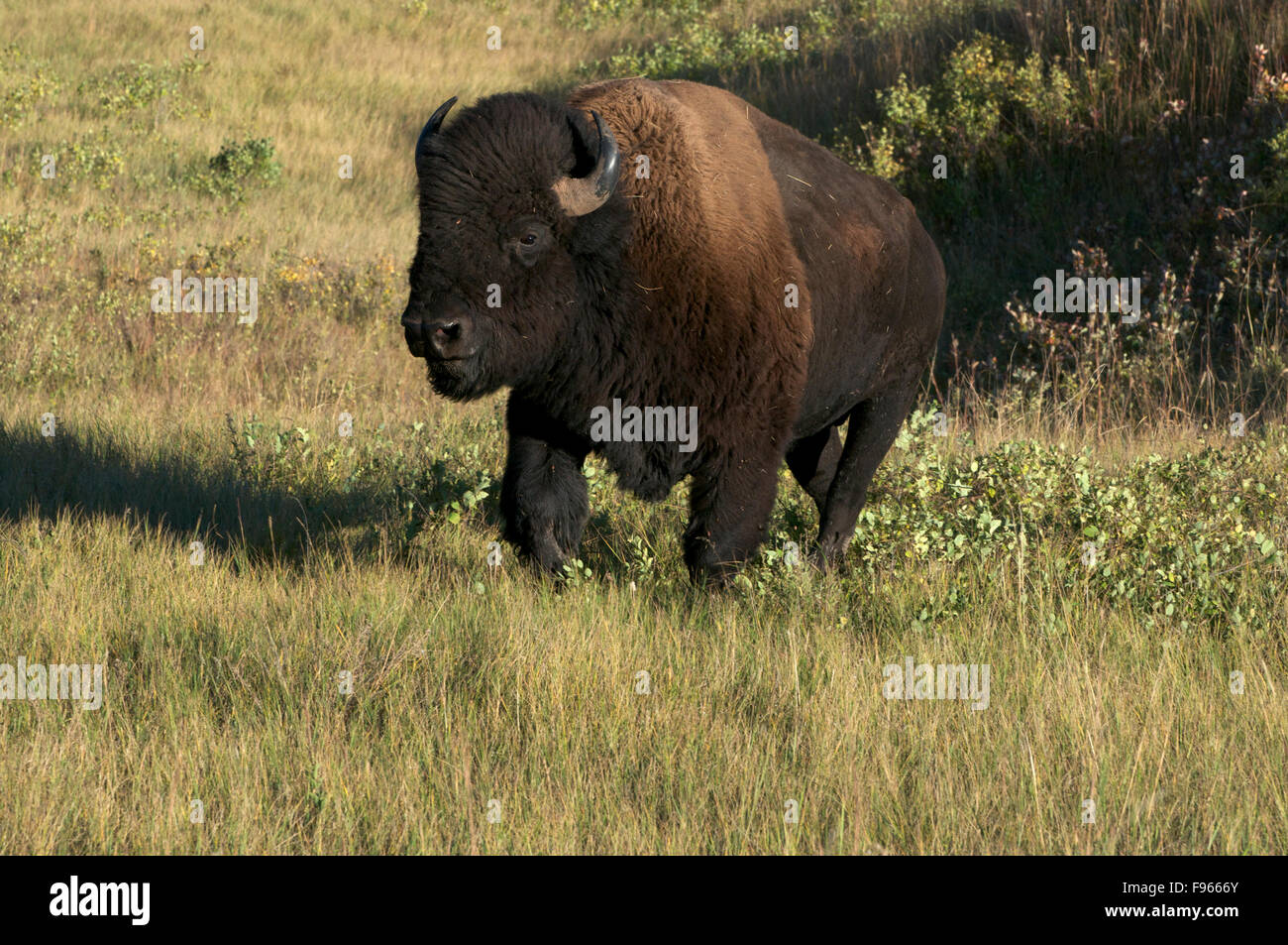 American Bison bull walking across grasslands in Custer State Park, South Dakota, North America. (Bison bison) Stock Photo
