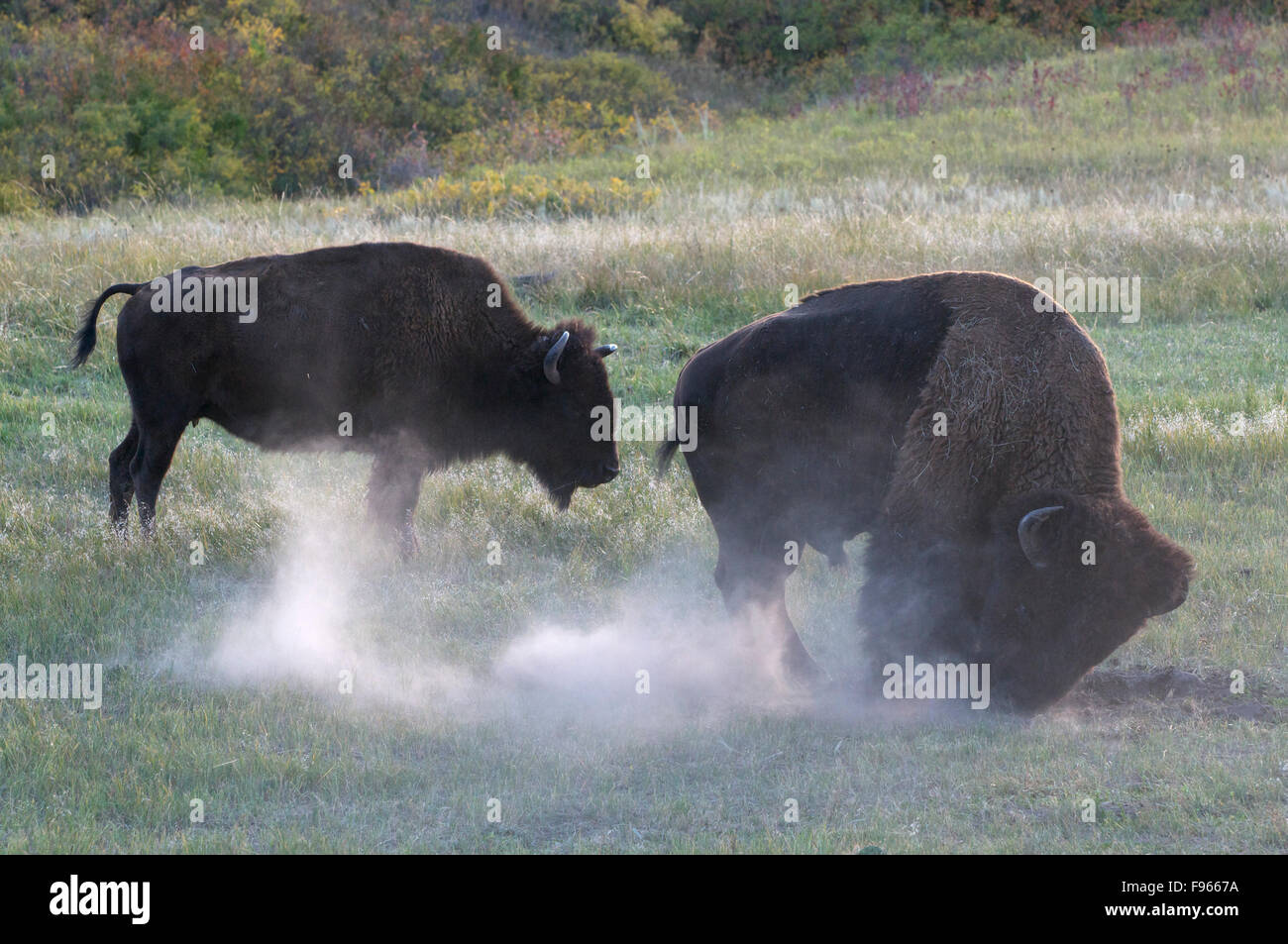 American Bison rolling ground, dust bathing or scratching. (Bison bison); Custer State Park, South Dakota, North America. Stock Photo