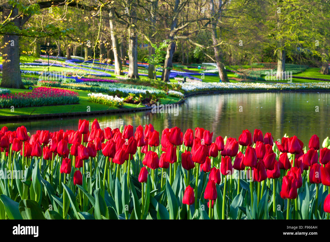 Tulips in Keukenhof Gardens, Netherlands Stock Photo - Alamy