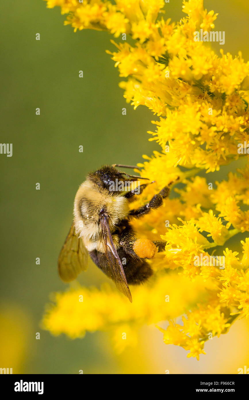 Bumblebee (Bombus) on Canada Goldenrod (Solidago canadensis), Toronto, Ontario, Canada Stock Photo