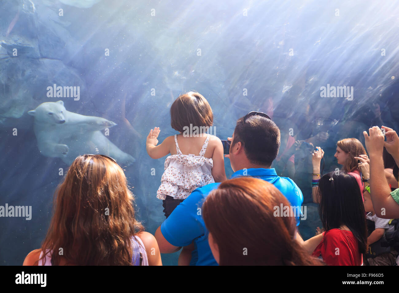 People watching a polar bear swimming underwater at the Journey to Churchill, Assiniboine Park Zoo, Winnipeg, Manitoba, Canada Stock Photo