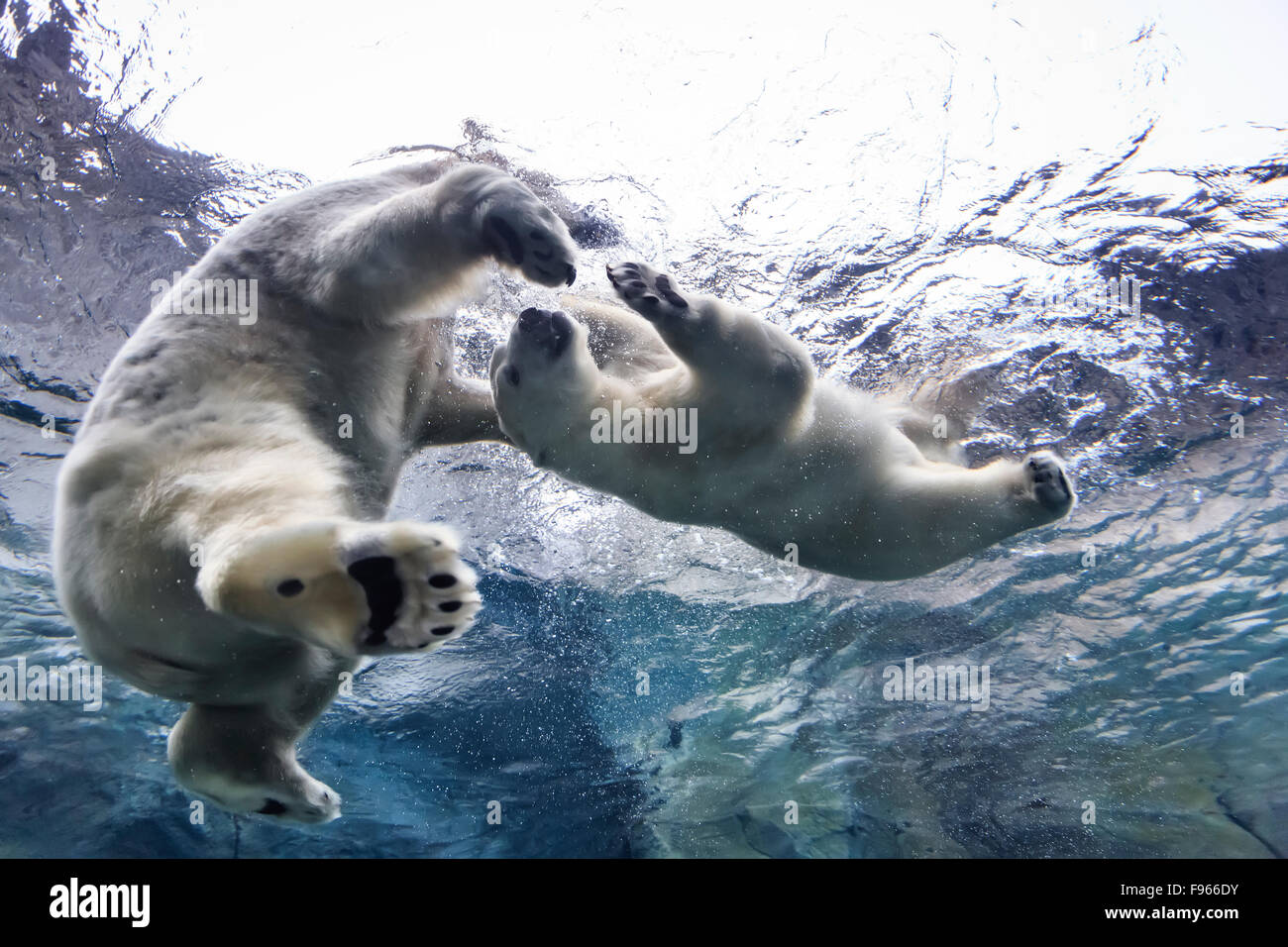 Polar Bears swimming underwater at the Journey to Churchill, Assiniboine Park Zoo, Winnipeg, Manitoba, Canada Stock Photo
