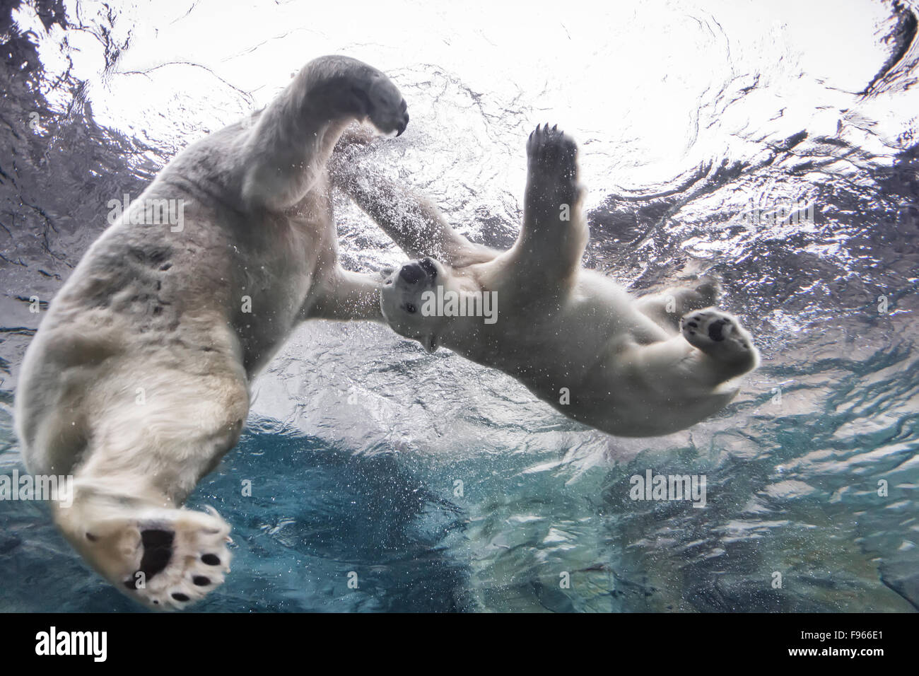 Polar Bears playing underwater at the Journey to Churchill, Assiniboine Park Zoo, Winnipeg, Manitoba, Canada Stock Photo