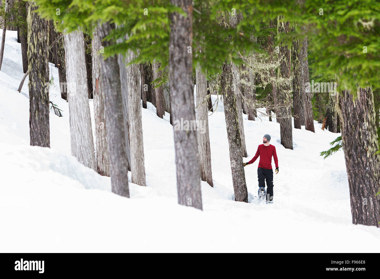 A young man on snowshoes hikes through the forest near Mt. Washington.  Courtenay, The Comox Valley, Vancouver Island, British Stock Photo