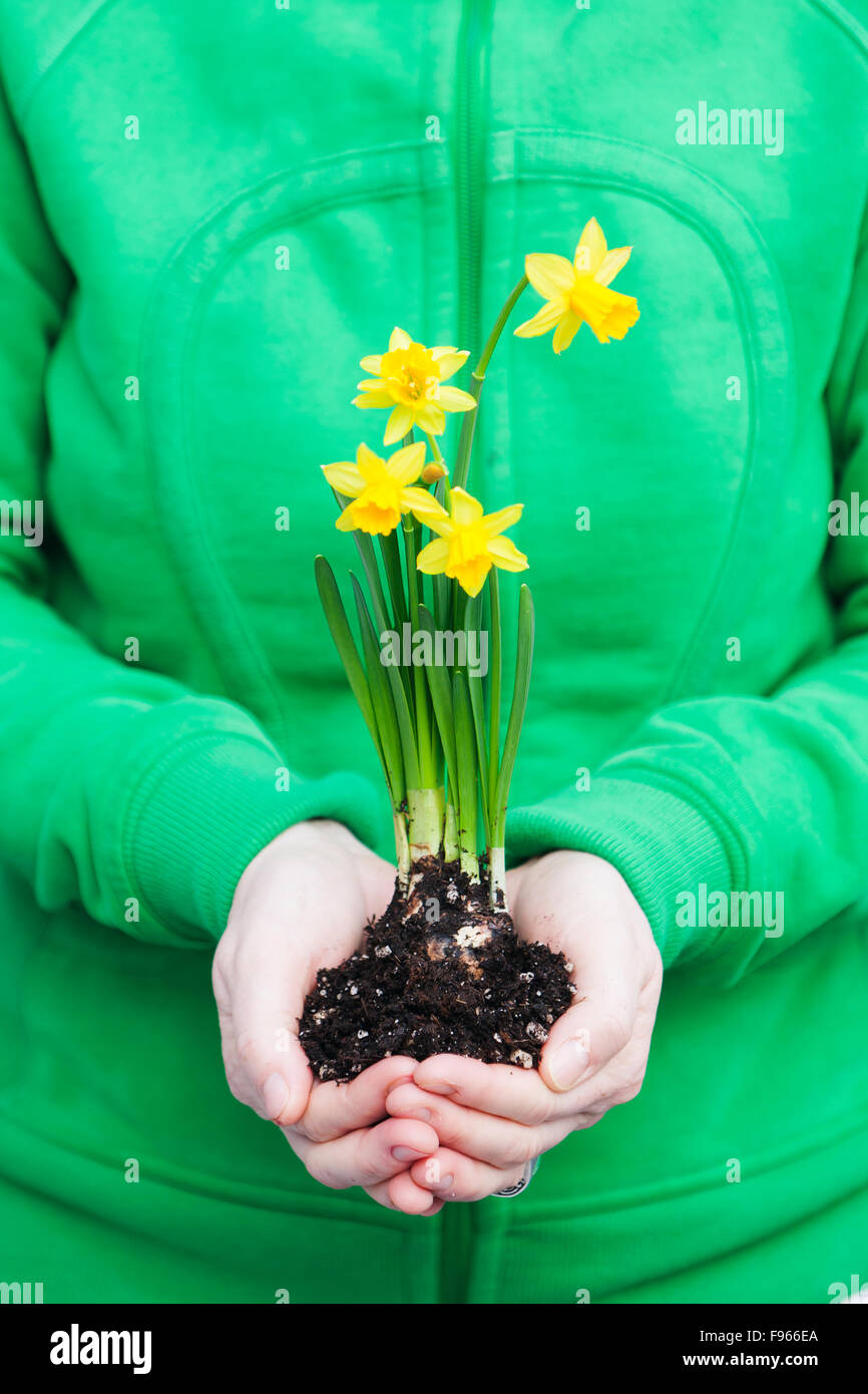 A woman holds four yellow daffodils (Narcissus) in her hands.  Courtenay, The Comox Valley, Vancouver Island, British Columbia, Stock Photo