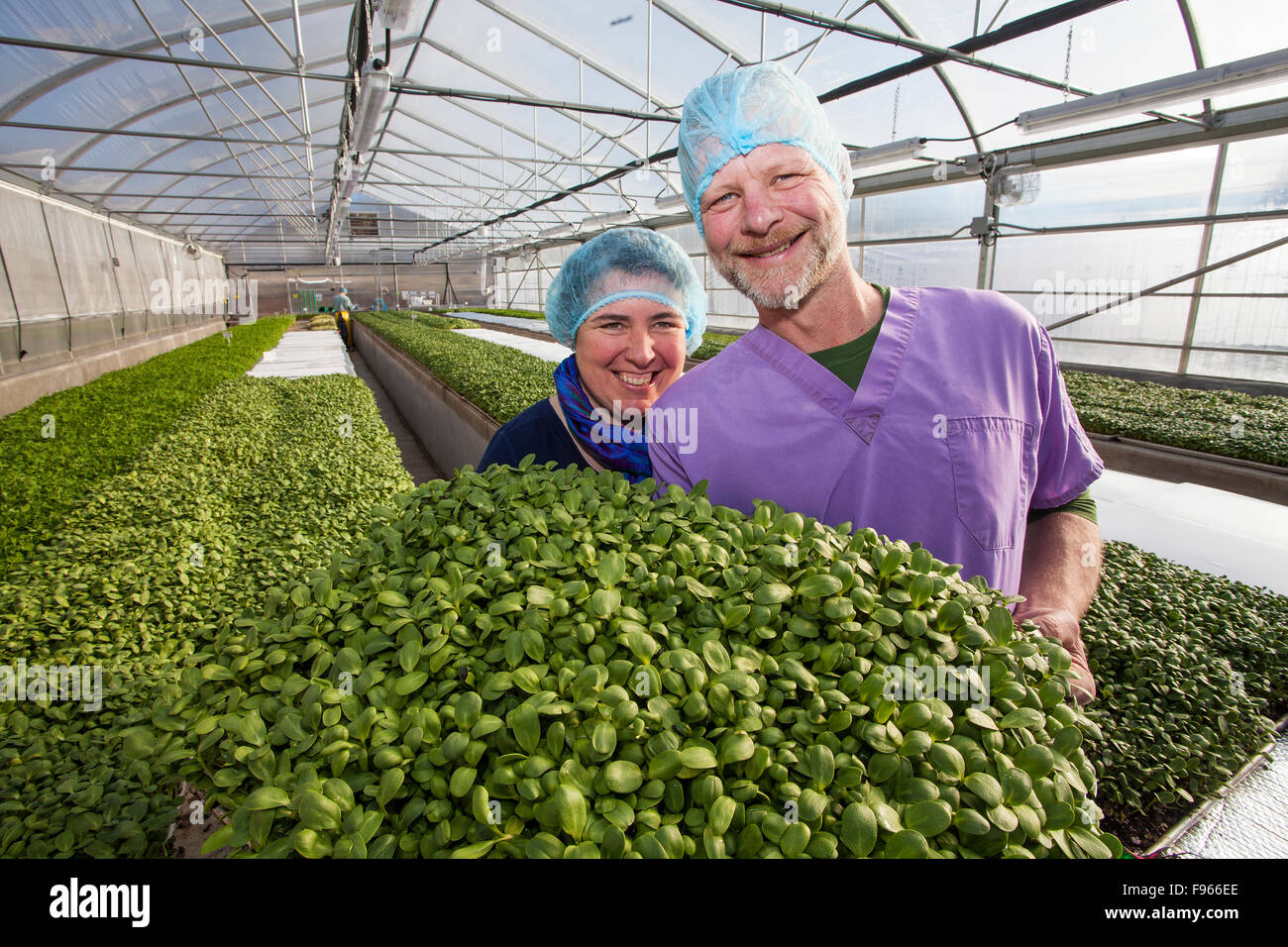 Organic sprout farmers display Sunflower Greens, grown within one of their large greenhouses.  Courtenay, The Comox Valley, Stock Photo