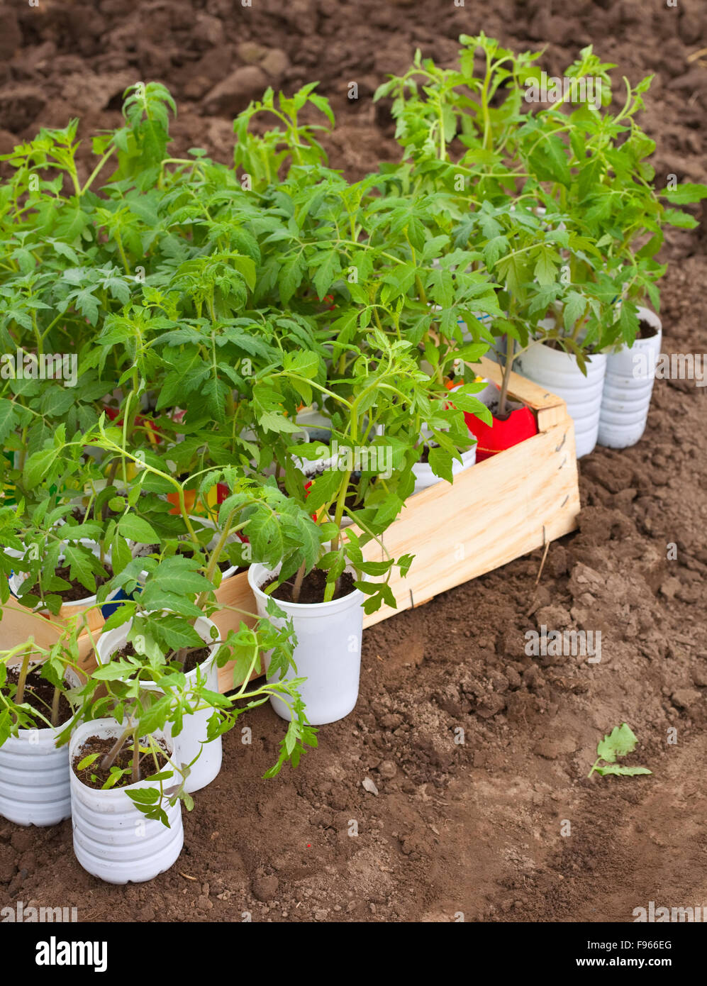 Seedlings tomato in pots over ground Stock Photo Alamy