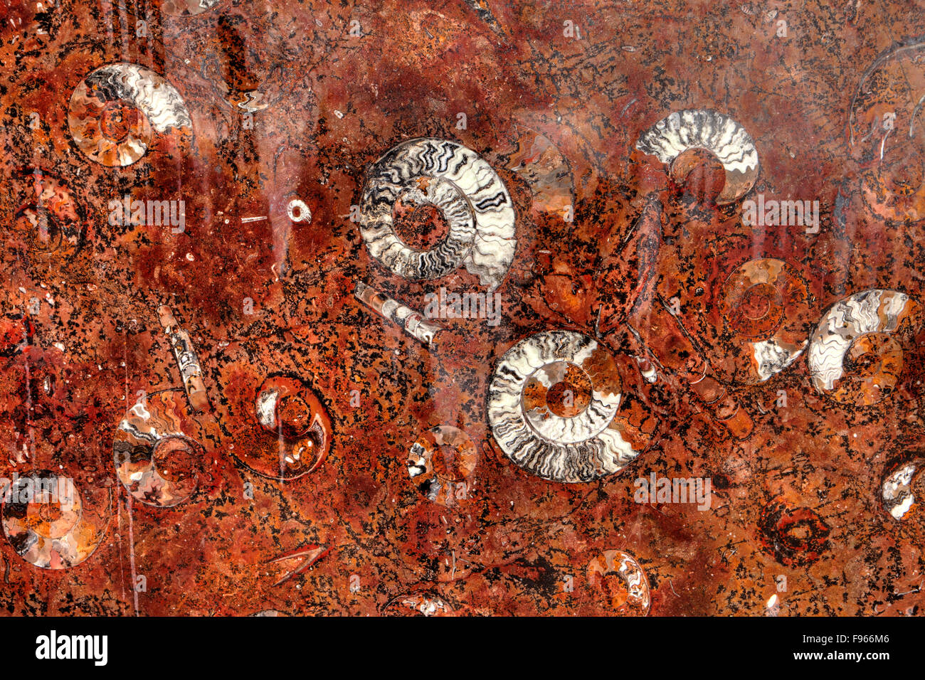 Fossils Erg Chebbi Sahara Morocco Stock Photo