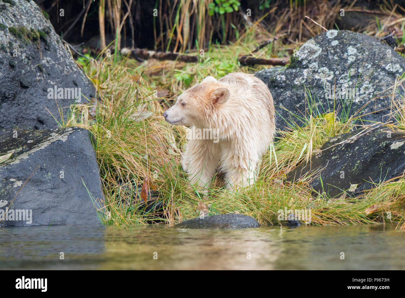 Spirit bear cub (Ursus americanus kermodei) foraging in the intertidal zone, Great Bear Rainforest, British Columbia central Stock Photo