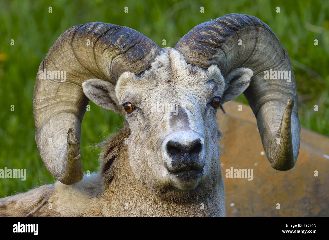 A summer portrait image of a rocky mountain Bighorn Sheep, Ovis ...