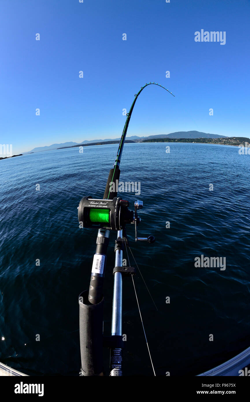 A vertical image of a salmon fishing rod rigged to a downrigger