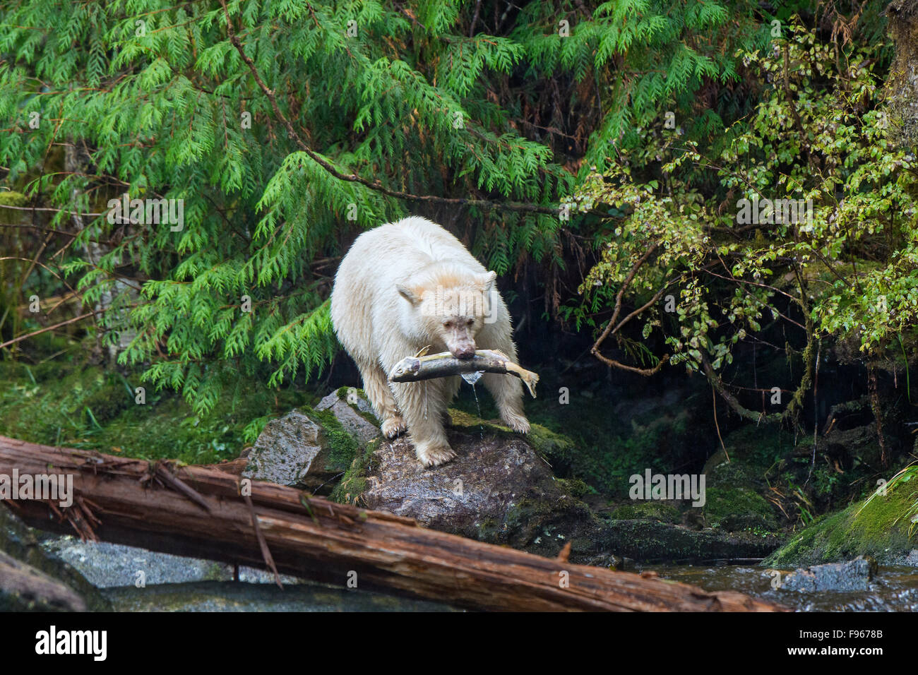 Spirit bear (Ursus americanus kermodei) fishing for pink salmon (Onchoryhnchus at a salmon stream, Great Bear Rainforest, Stock Photo