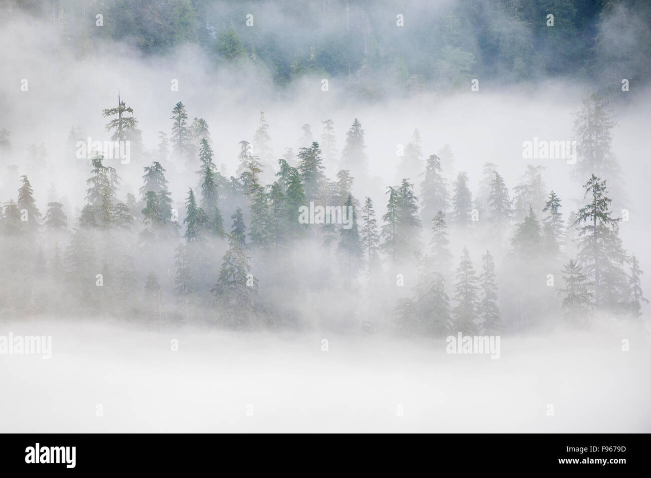 Great Bear Rainforest, westcentral coastal British Columbia, Canada Stock Photo