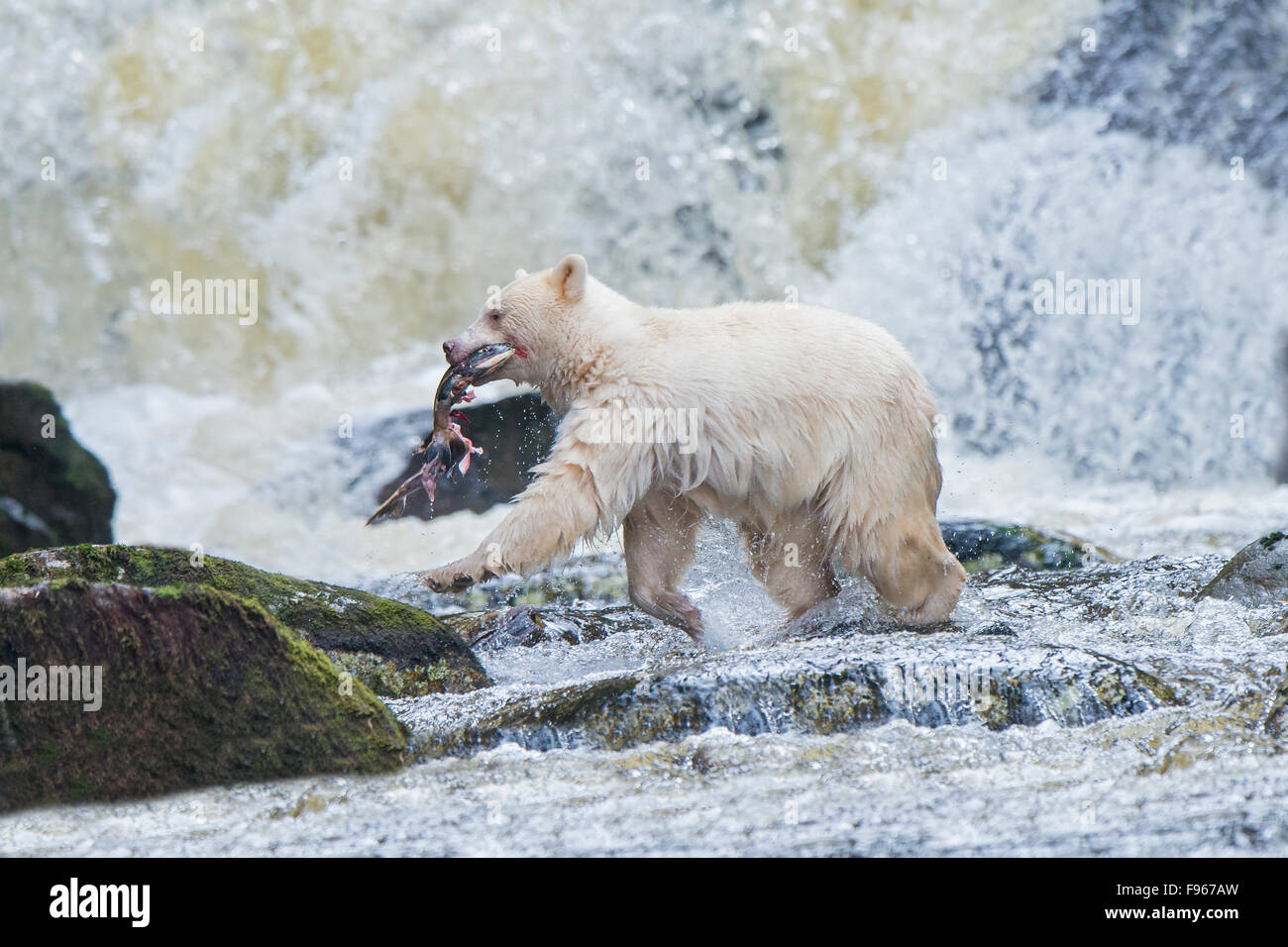 Spirit bear (Ursus americanus kermodei) fishing for pink salmon (Oncoryhnchus gorbuscha) at a salmon stream, Great Bear Stock Photo