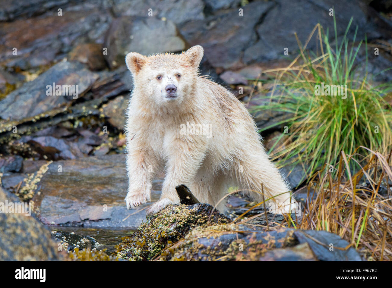 Spirit bear cub (Ursus americanus kermodei) foraging in the intertidal zone, Great Bear Rainforest, British Columbia central Stock Photo