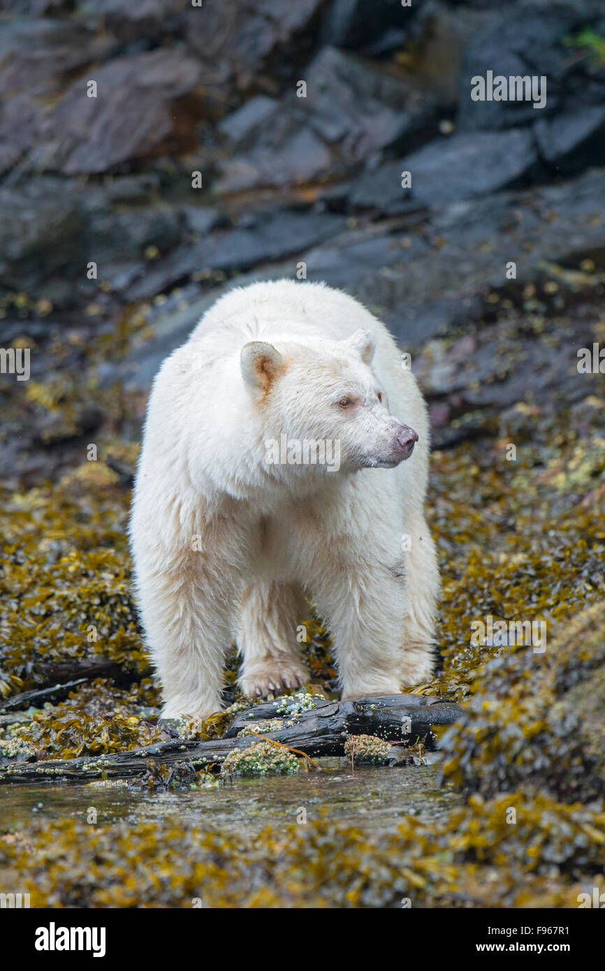 Spirit bear (Ursus americanus kermodei) foraging in the intertidal zone, Great Bear Rainforest, British Columbia central coast, Stock Photo