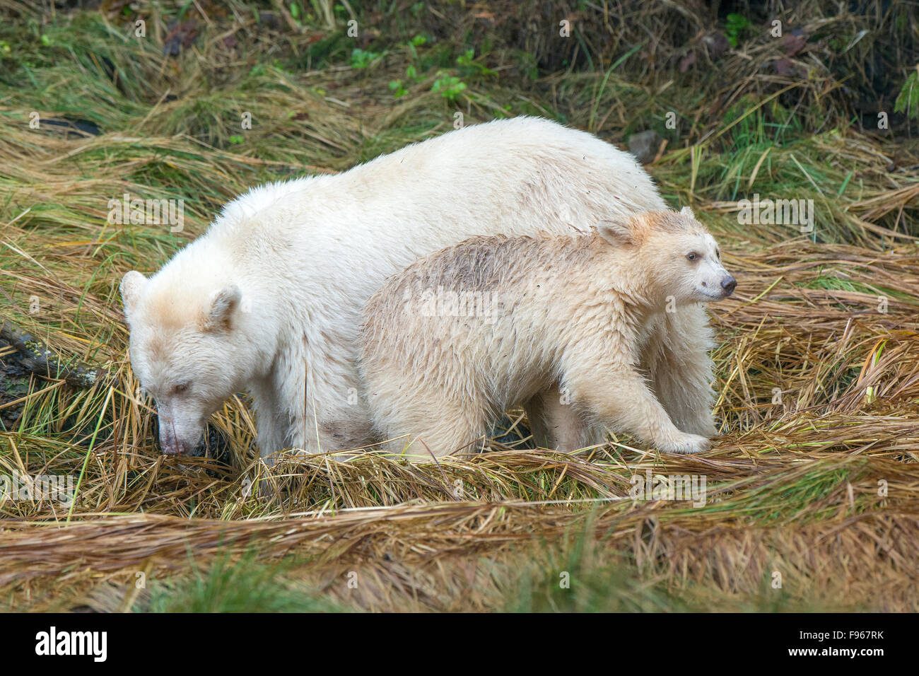 Mother Spirit bear (Ursus americanus kermodei) and yearling cub fishing at a salmon stream, Great Bear Rainforest, British Stock Photo