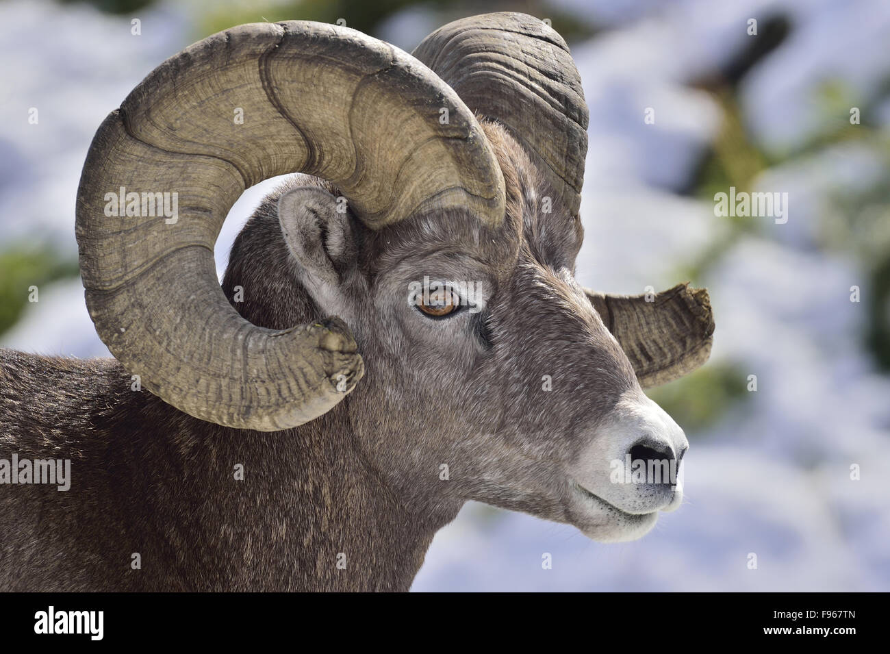 A side view portrait image of a wild mature bighorn ram  'Ovis canadensis'; Stock Photo