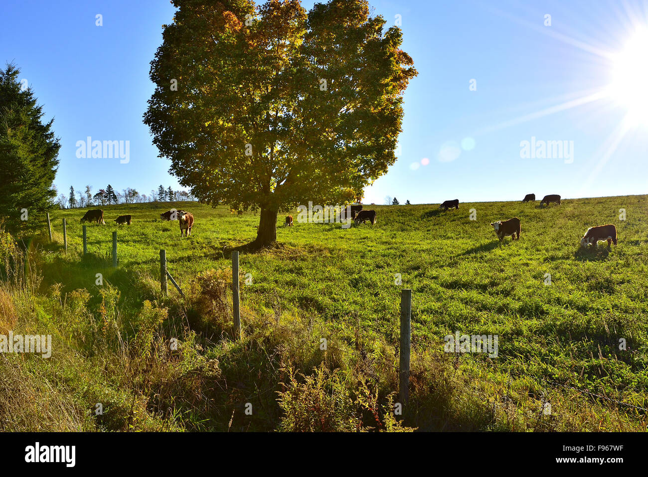 A herd of beef cattle in a lush meadow early morning light on a farm in rural New Brunswick Canada. Stock Photo